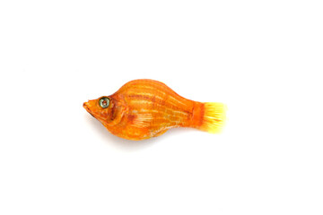 Dead orange fish on a white background