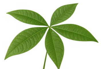 Money tree pachira aquatica green leaf on transparent background, symbolizing growth, prosperity, and nature