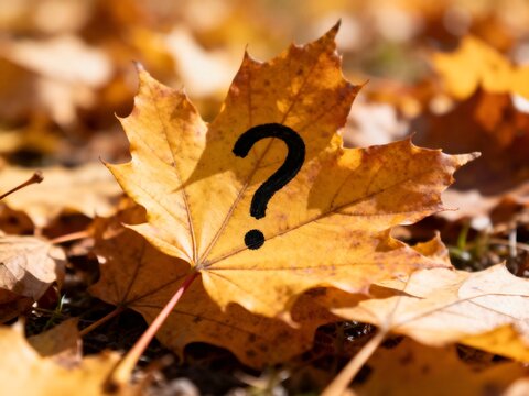 Mysterious question mark on golden fall leaves