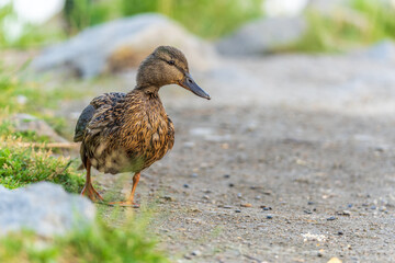 A duck female stands on its paws on the green shore of a pond.