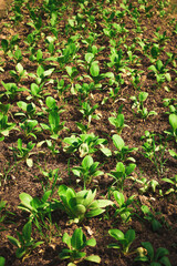 Vibrant Bok Choy Growing in Soil Patch on Farm Land Scenery