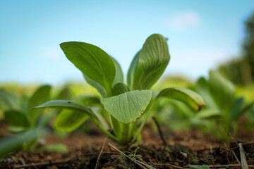 Close up Detailed Fresh Bok Choy Plant in Garden Agriculture