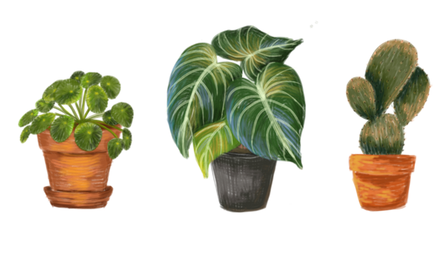 Illustration of Pilea peperomioides, Philodendron, and cactus with transparent background, Pottet house plant illustration - Powered by Adobe