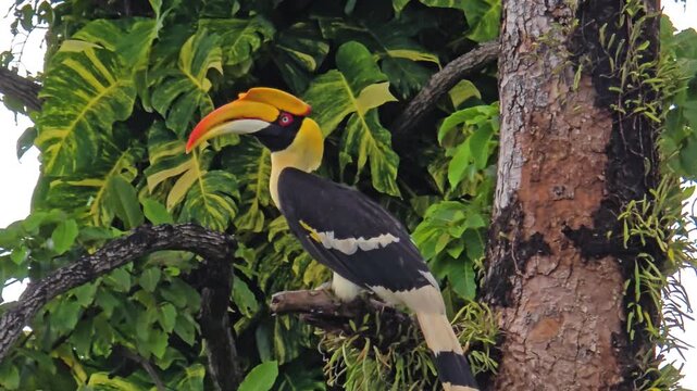 A stunning hornbill showcasing its vibrant colors rests on a tall tree in Koh Chang, Thailand. The green foliage provides a beautiful backdrop to this lively scene, capturing the essence of nature.