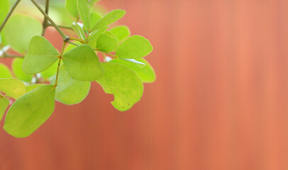 Soft blurred wall with fresh green leaves in focus, ideal for background or minimal design copy space.