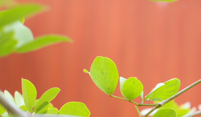 Green leaves against a light blurred wall background, perfect for natural photo backdrop or copy space.