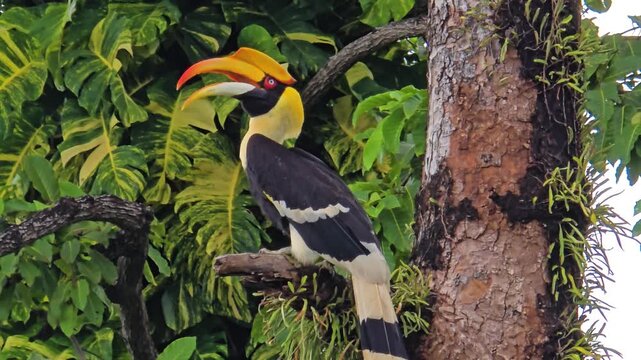 A stunning hornbill rests on a branch against a lush backdrop of tropical greenery in Koh Chang, Thailand. This vivid bird highlights the rich biodiversity of the region, captivating nature lovers.