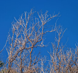 Winter Background of a Silver Tree Underneath Azure Blue Sky.