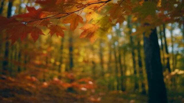 紅葉した樹木