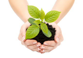 Hands Holding Young Green Plant with Soil Isolated on transparent Background