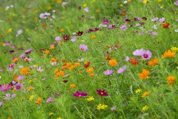 昼下がりのコスモス3