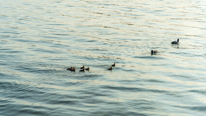 Eurasian Coot with Chicks Swimming on Lake