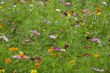 昼下がりのコスモス1