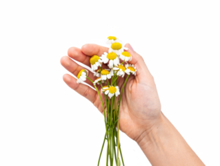 Hand Holding White Daisies — on transparent png Background