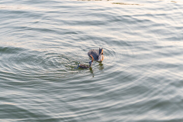 An adult great crested grebe feeds its chick with fish on a summer evening.