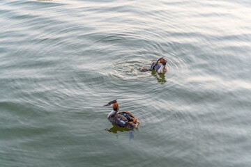 An adult great crested grebe feeds its chick with fish on a summer evening.
