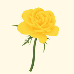 Realistic Natural Rose Vector Illustration