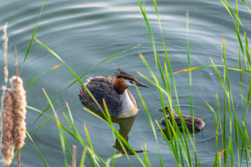 The waterfowl bird, great crested grebe with chick, swimming in the lake.