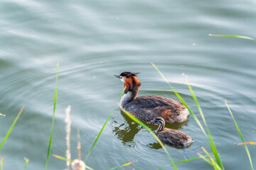 The waterfowl bird, great crested grebe with chick, swimming in the lake.