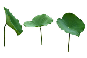 Close-up isolated image of 3 lotus leaves at different angles on a transparent background png file.