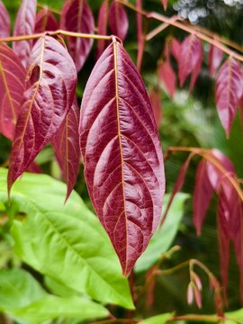 jengkol leaves are red when young	