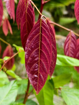 jengkol leaves are red when young	