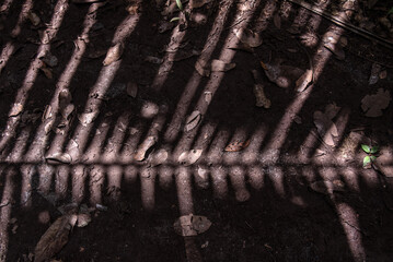 Shadow of palm leaves projected on the forest floor, showing natural textures, organic patterns, and light contrast