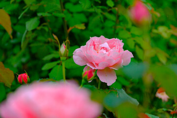 秋バラ咲く四季の香ローズガーデン