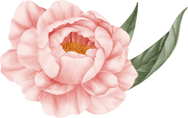 Pink peony flower watercolor on isolated background