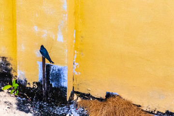Red gray black swallow bird sitting on the wall Thailand.