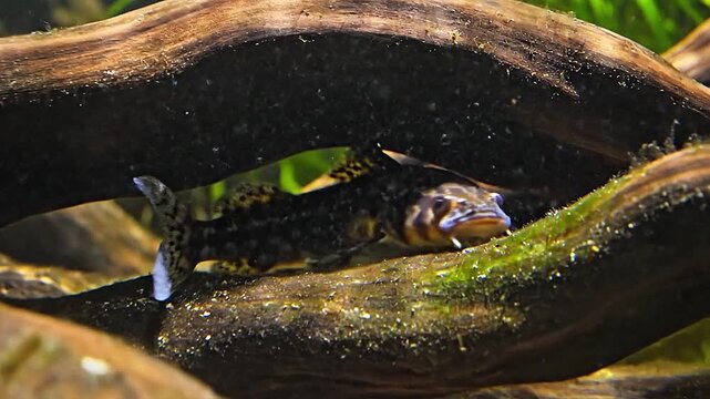 Among the twisted roots of driftwood, a small pleco finds a quiet hideaway.