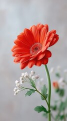 Vibrant Red Gerbera Daisy with Delicate Water Droplets and Soft White Baby's Breath Against a Muted Textured Background