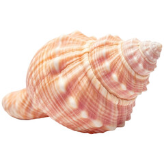 Fototapeta premium Beautiful pink and white conch seashell with intricate patterns and elegant spiral shape