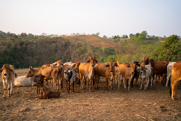 A herd of cows are standing in a field. The cows are brown and white