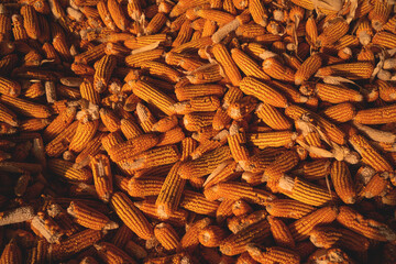 A pile of corn is shown in a field