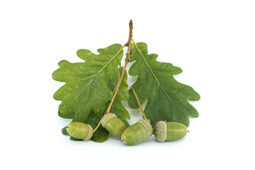 Fresh green acorns and oak leaves create a beautiful natural display on white.