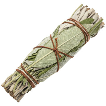 Dried white sage smudge stick bundle tied with string for spiritual cleansing and aromatherapy