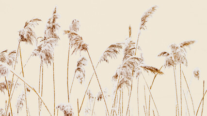 Snow-Covered plants in Winter Landscape, Close-up pampas grass as natural aesthetic banner, minimalism in beauty of nature, frosty reeds in serene wintertime scenery, beige monochrome neutral tones