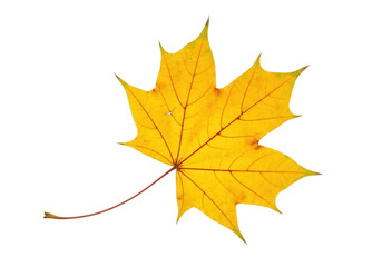 Yellow maple leaf isolated on transparent background