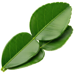 Fototapeta premium Fresh vibrant green kaffir lime leaves, essential ingredient for asian cuisine.