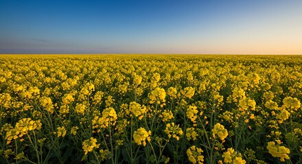 Fototapeta premium Vast Field of Yellow Flowers Under a Clear Blue Sky at Sunrise.