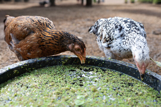 Chickens peck at water moss azolla in the water trough.