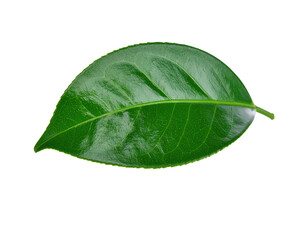 Obraz premium Single Green Leaf with Prominent Veins on White Background.