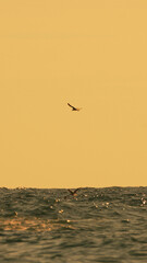 Seagulls ocean sunset flying birds silhouetted against a dramatic golden sky with sparkling waves and copy space.