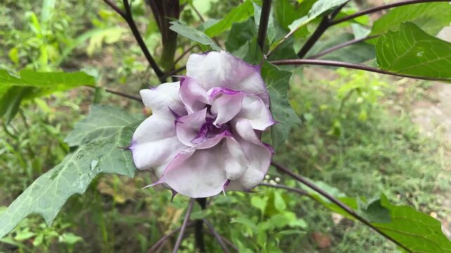 Datura Metel Plant &ndash; Devil&rsquo;s Trumpet with Green Leaves and Buds in Natural Environment
