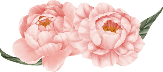 Pink peony flower watercolor arrangement on isolated background