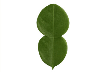 Obraz premium Kaffir lime leaf showcasing its unique double shape, providing fragrant essence for culinary and herbal uses