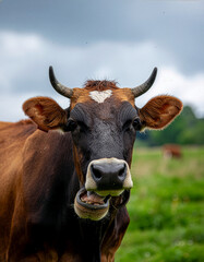 Funny Cow Making a Face in a Green Pasture