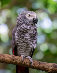 Obraz premium Majestic African Grey Parrot Perched on a Branch