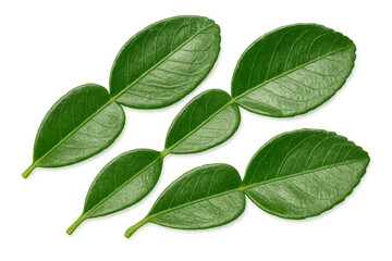 Fototapeta premium Fresh kaffir lime leaves showing green tropical herb for cooking and food seasoning on transparent background